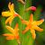 Crocosmia 'Columbus' Pot 9 cm