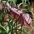 Fritillaria meleagris Pot 9 cm