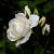 Rosa 'Schneewittchen' Pot 7,5 Liter stam 90 cm