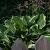 Hosta 'Wide Brim' Pot 9 cm