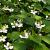 Houttuynia cordata 'Chameleon' Pot 9 cm