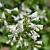 Penstemon 'White Bedder' Pot 9 cm