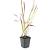 Imperata cylindrica 'Red Baron' Pot 9 cm