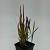 Imperata cylindrica 'Red Baron' Pot 9 cm