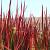 Imperata cylindrica 'Red Baron' Pot 9 cm