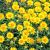 Inula ensifolia Pot 9 cm