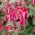 Fuchsia magellanica gracilis Pot 9 cm