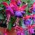 Fuchsia 'Tom Thumb' Pot 9 cm