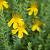 Hypericum olympicum Pot 9 cm