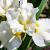 Iris sanguinea 'Snow Queen' Pot 9 cm