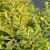 Pittosporum tob. 'Nanum' Pot 3 Liter 