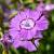 Dianthus amurensis Pot 9 cm