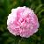 Paeonia (LD) 'Sarah Bernhardt' Pot 11 cm
