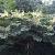 Aralia elata Pot 50 Liter 80 - 100 cm