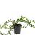 Chaenomeles sup. Pink Trail Pot 1,5 liter