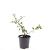 Chaenomeles sup. 'Red Trail' Pot 1,5 liter