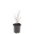 Clethra alnif. 'Hummingbird' Pot 1,5 liter