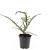 Cotoneaster conspicuus decorus Pot 1,5 liter