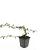 Cotoneaster dammeri Pot 9 cm