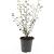 Cotoneaster franchetii Pot 1,5 liter