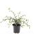 Cotoneaster lacteus Pot 1,5 liter