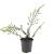 Cotoneaster nanshan 'Boer' Pot 1,5 liter