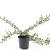 Cotoneaster radicans 'Eichholz' Pot 1,5 liter