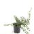 Cotoneaster radicans 'Rami' Pot 1,5 liter