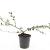 Cotoneaster sal. 'Gnom' Pot 1,5 liter