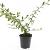 Cotoneaster sal. 'Herbstfeuer' Pot 1,5 liter