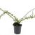 Cotoneaster suec. 'Skogholm' Pot 1,5 liter