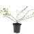 Escallonia 'Donard Seedling' Pot 1,5 liter