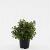 Escallonia 'Red Dream' Pot 1,5 liter