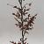 Fagus sylvatica 100 - 125 cm