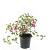 Fuchsia 'Madame Cornelissen' Pot 1,5 liter