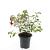 Fuchsia 'Mrs Popple' Pot 1,5 liter