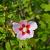 Hibiscus syr. 'Hamabo' Pot 7,5 Liter 60 - 80 cm
