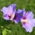 Hibiscus syr. 'Oiseau Bleu' Pot 7,5 Liter 60 - 80 cm
