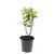 Hypericum androsaemum Pot 1,5 liter