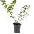 Hypericum dummeri 'Peter Dummer' Pot 1,5 liter