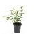 Hypericum i. 'Autumn Blaze' Pot 1,5 liter