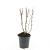 Hypericum i. 'Beauty' Pot 1,5 liter