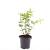 Hypericum i. 'Excellent Flair' Pot 1,5 liter