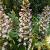 Acanthus mollis 'Rue Ledan' Pot 9 cm