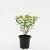 Hypericum inod. Magical Sunshine Pot 1,5 liter
