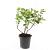 Hypericum inod. Magical Beauty Pot 1,5 liter