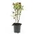 Hypericum inod. Magical Red Pot 1,5 liter