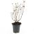 Hypericum i. 'Orange Flair' Pot 1,5 liter