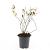 Hypericum i. 'Rheingold' Pot 1,5 liter