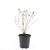Hypericum kalmianum 'Gemo' Pot 1,5 liter